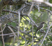 Eastern Phoebe